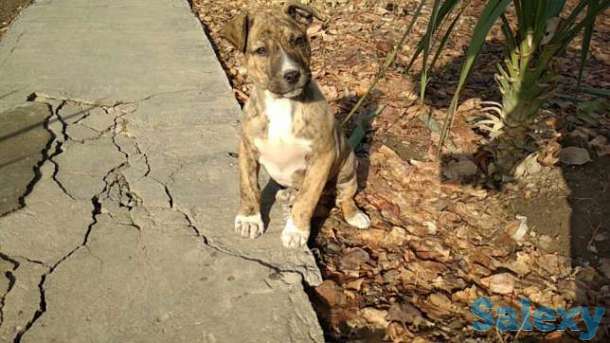 Стаффорд продается, фотография 1