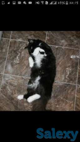 Отдам даром кота, фотография 1