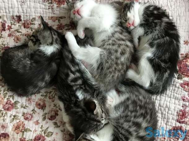 Бенгальские котята, фотография 4