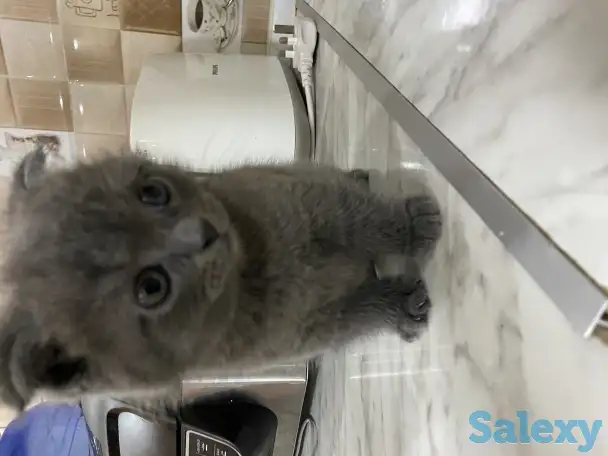 Продаётся Скоттиш-фолд котёнок, фотография 4