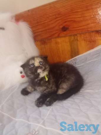 Породистые шотландские котята, фотография 2