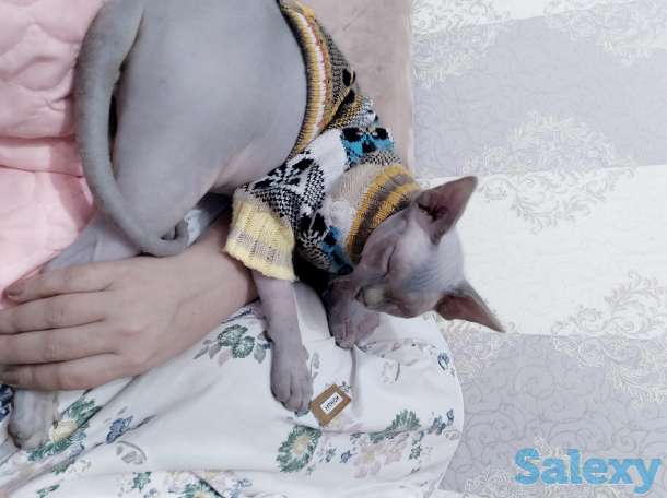 Продам кота породы канадский сфинкс, фотография 2