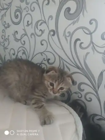 Котята, фотография 6