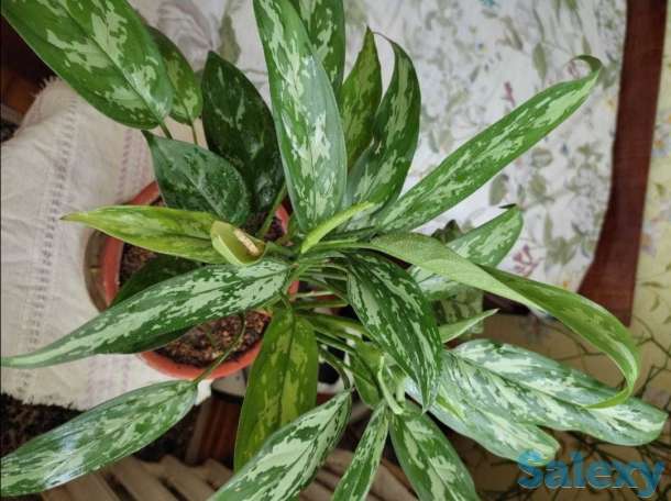 Комнатные растения на любой вкус!, фотография 5