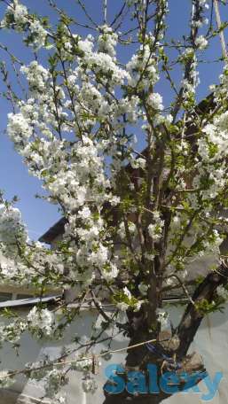 Продаю дом на участке 3,5 сот. в Ташкенте, фотография 10