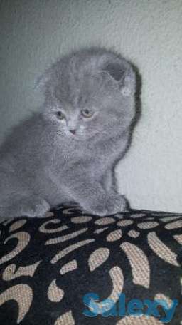 Британцы и вислоухие котята 1.5 месяца, фотография 1