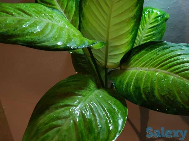 Продам комнатные растения, фотография 8