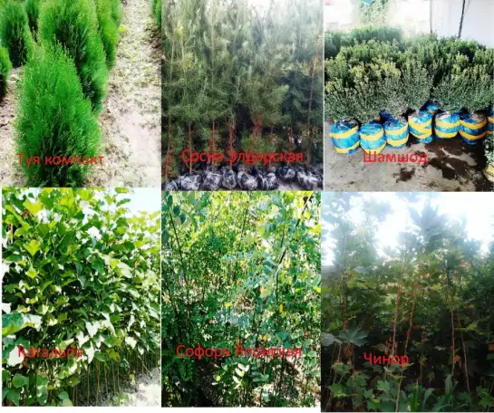 Манзарали дарахт кчатлари, фотография 9