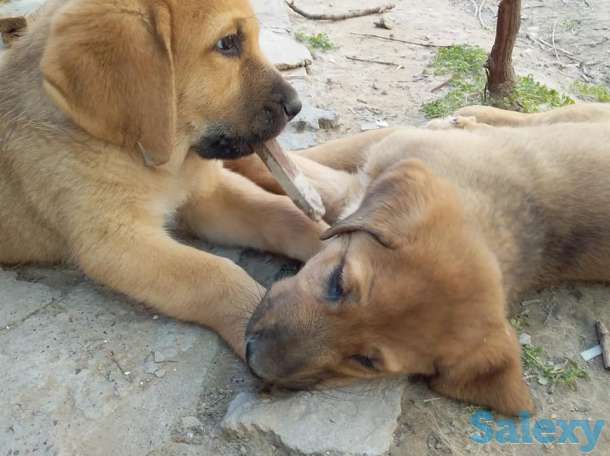 Щенки испнского мастиффа, фотография 4