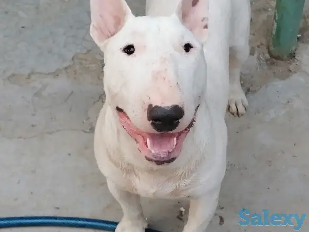 Бультерьер, фотография 1