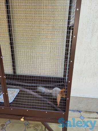 Белочки красивые, парочка, фотография 4