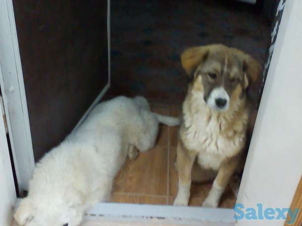 ищу добрые руки для собак, фотография 3