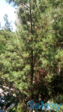 3-х комнатная квартира в центре Ташкента, 5-й проезд Садыка Азимова, 1, фотография 11