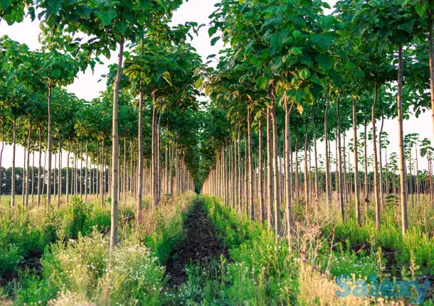 ПАВЛОВНИЯ ШАН-ТОНГ, фотография 1