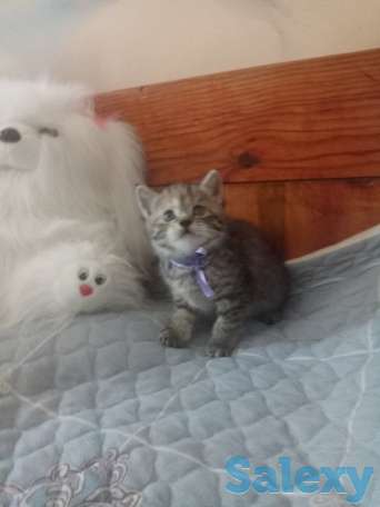 Породистые шотландские котята, фотография 5