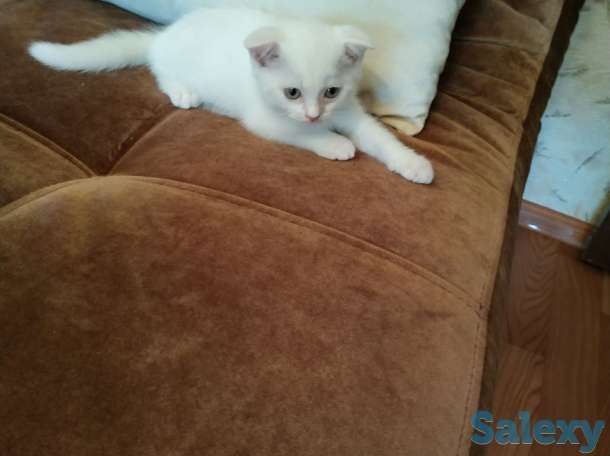 Продается котенок, фотография 3