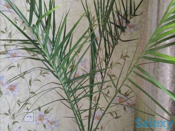 Комнатные растения на любой вкус!, фотография 3