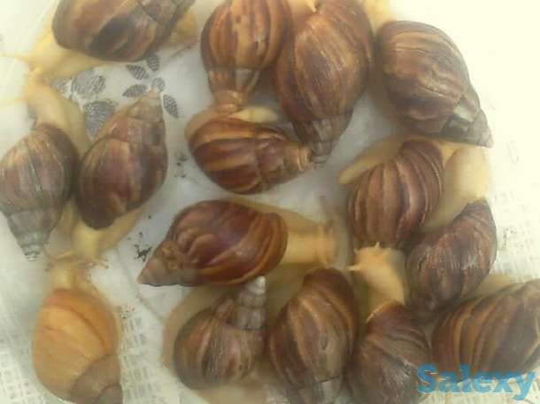 Продаются улитки., фотография 3