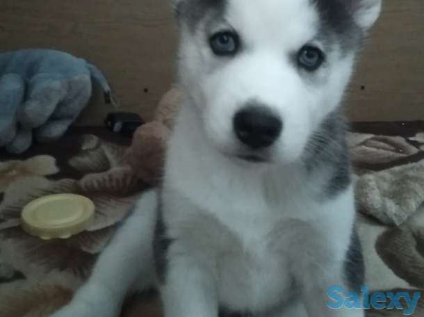 Щенки Сибирской Хаски, фотография 5