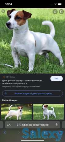 Купим Щенока кабеля породы Джек Рассел терьер, фотография 1