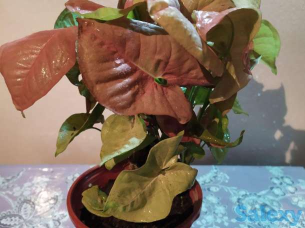 Продам комнатные растения, фотография 6