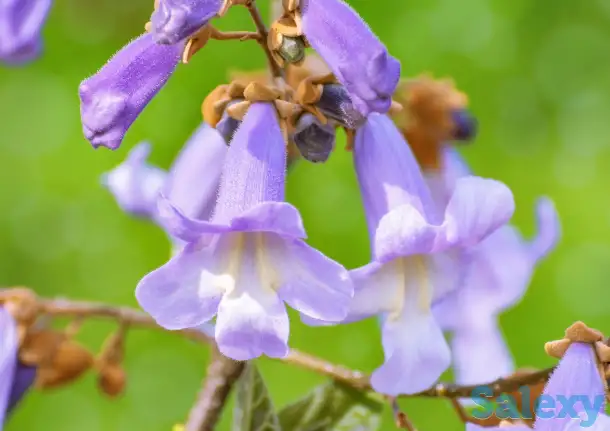 ПАВЛОВНИЯ ФТЕ кўчати, фотография 1