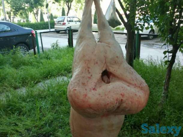 Кассоб сервис, Мясник Шер, фотография 2