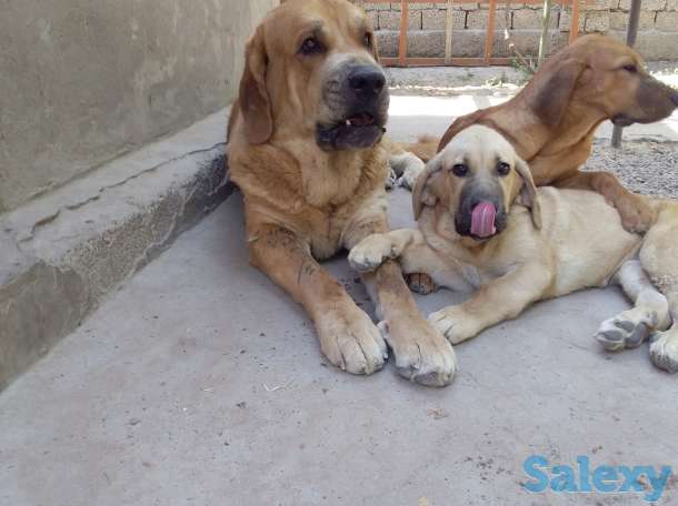 продажа, фотография 2