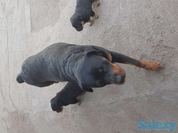 Ротфейлер, фотография 2