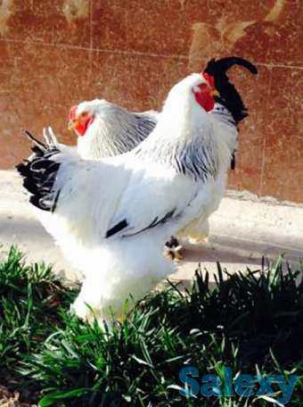 Колумбийский светлий брама тухумлари сотилади тоза зот, фотография 1