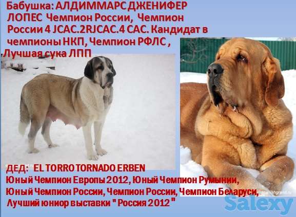 Продажа сука для разведения Испанский мастиф, фотография 2