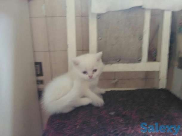 Продам котят возраст 1 месяц, фотография 3