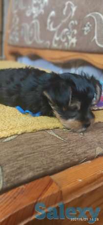 Продам щенка  Йоркширский терьер, фотография 2