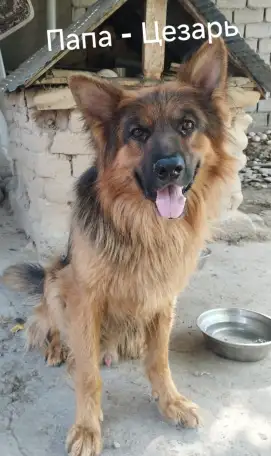 Щенки немецкой овчарки, фотография 2