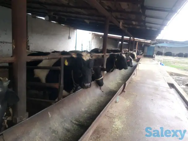 Ферма сотилади, область, Янгиюльский район, фотография 4