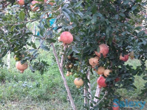 Срочно продаётся своя дача с большим участком(24 сотки), фотография 5