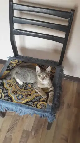 Котята 4 штуки., фотография 3