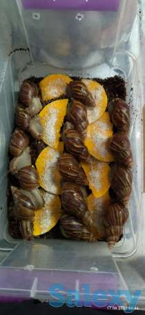 Косметологические улитки, фотография 1