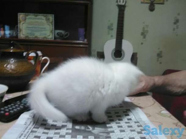 Продам котенка, фотография 3