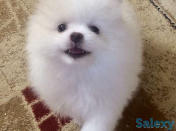 Продаются Шпицы, фотография 3