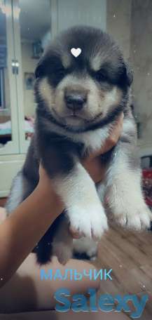 Продаются щенки Аляскинского маламута, фотография 1