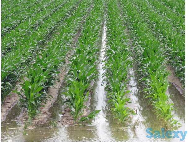 Поливщики на поле, фотография 1