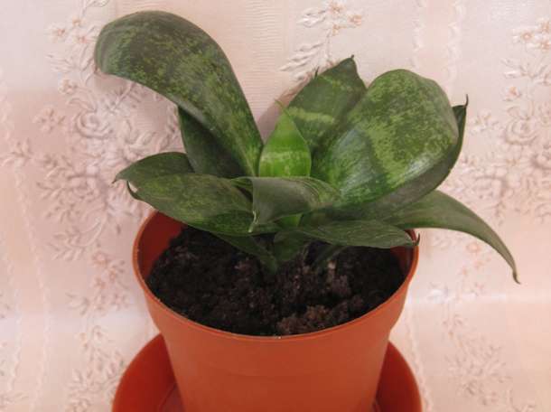 Продаю комнатный цветок Сансевиерия сорт Хахнии, фотография 3