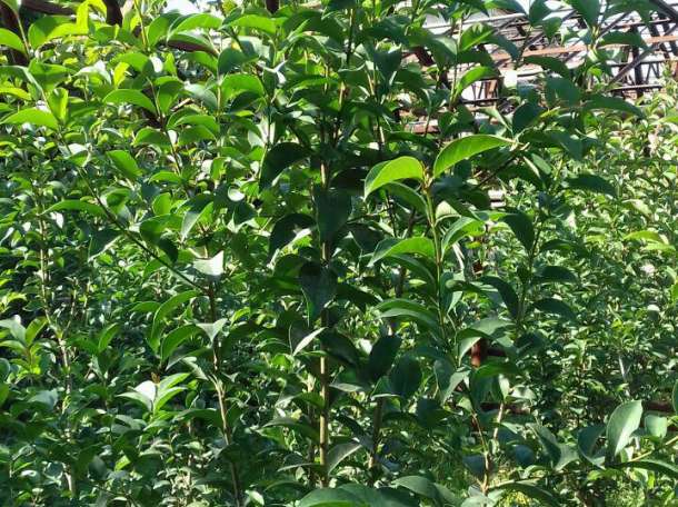 Декоративные растении, фотография 3