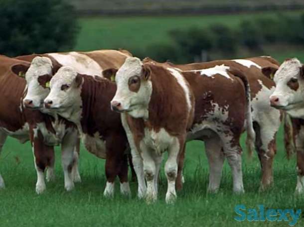 Быки, телки с России, фотография 3