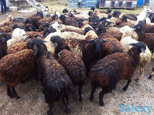 Куйлар сотилады, фотография 5