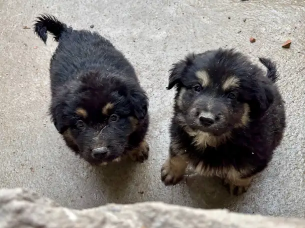 Продаются щенки, фотография 4