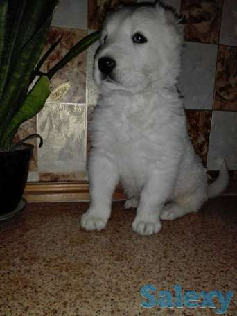 Продается щенок алабая, фотография 1