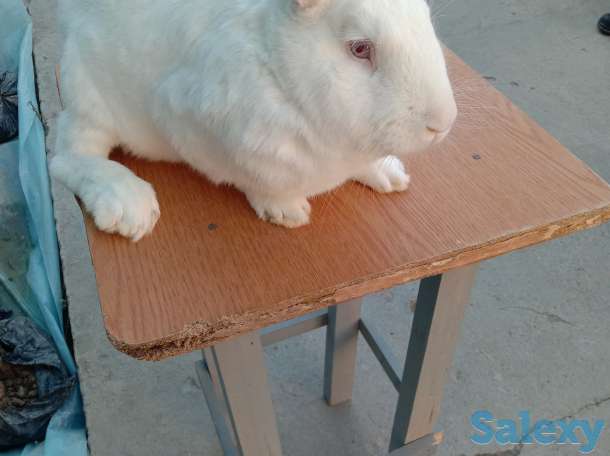 Продаем комбикорм, кроликов и мясо кролика, фотография 5