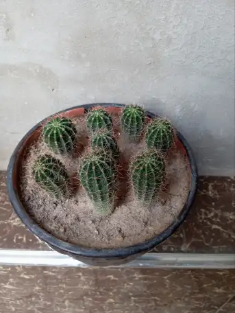 Срочно продам комнатные растения, фотография 5